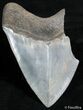 Partial Inch Megalodon Tooth - Sharp! #2496-1